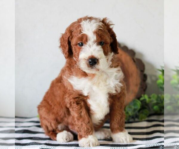 Medium Photo #4 Goldendoodle (Miniature) Puppy For Sale in LITITZ, PA, USA