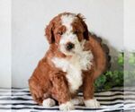 Small #3 Goldendoodle (Miniature)
