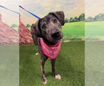 Small Catahoula Leopard Dog-Plott Hound Mix