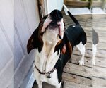 Small Photo #4 Treeing Walker Coonhound Puppy For Sale in virginia beach, VA, USA