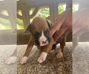 Boxer Puppy for sale in IVA, SC, USA