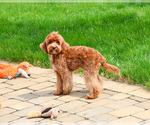 Small Cavapoo (Miniature)