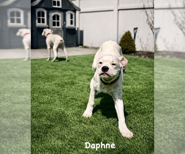 Medium Photo #2 Boxer-Unknown Mix Puppy For Sale in Dumont, NJ, USA