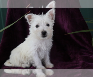 West Highland White Terrier Puppy for sale in SHILOH, OH, USA