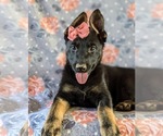 Small Photo #7 German Shepherd Dog Puppy For Sale in LINCOLN UNIV, PA, USA