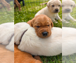 Small #4 Labrador Retriever