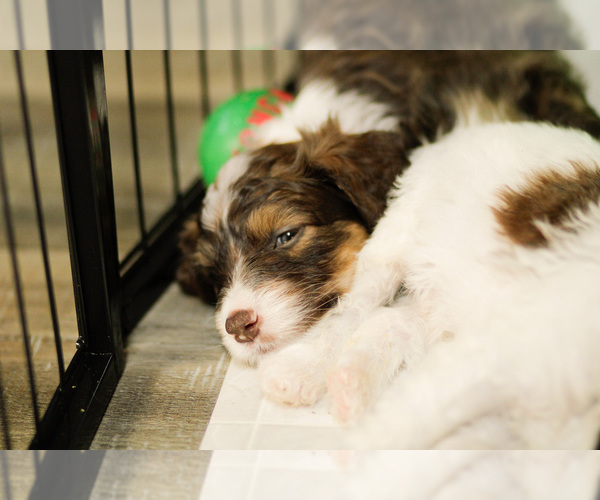 Medium Photo #5 Bernedoodle Puppy For Sale in ELDRIDGE, IA, USA