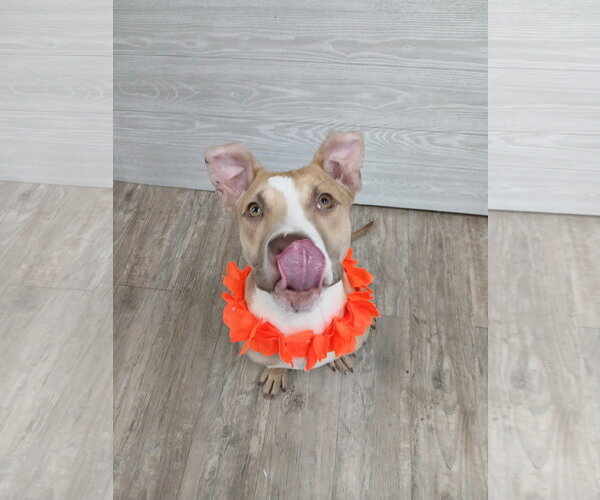 Medium Photo #21 Mutt Puppy For Sale in Murfreesboro, NC, USA
