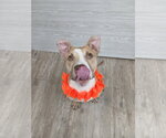Small Photo #21 Mutt Puppy For Sale in Murfreesboro, NC, USA