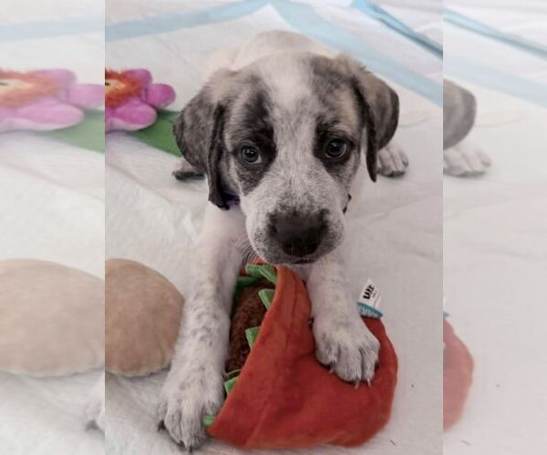 Medium Photo #3 Great Pyrenees-Unknown Mix Puppy For Sale in Cliffwood, NJ, USA