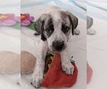 Small #2 Great Pyrenees Mix