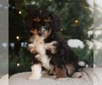 Small #1 Bernedoodle (Miniature)