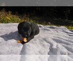 Small #1 Goldendoodle-Labrador Retriever Mix