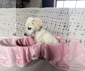 Labrador Retriever Puppy for sale in LA FOLLETTE, TN, USA