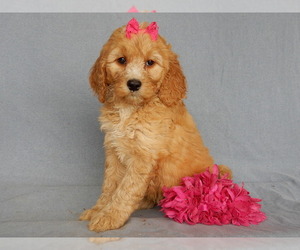 Cockalier Puppy for sale in MILLERSBURG, OH, USA