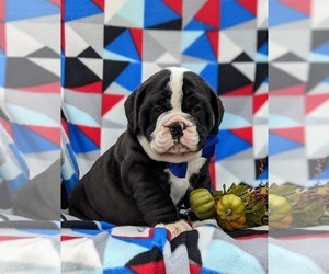 Olde English Bulldogge Puppy for sale in OXFORD, PA, USA