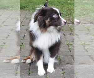 Father of the Miniature Australian Shepherd puppies born on 03/25/2025
