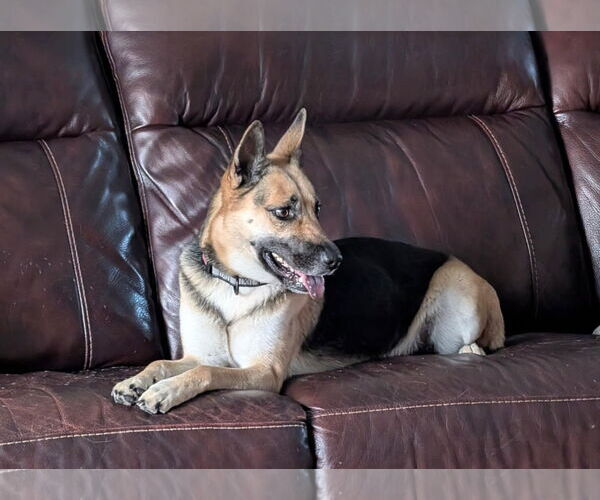 Medium Photo #7 German Shepherd Dog Puppy For Sale in Plantation, FL, USA