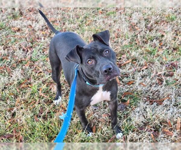 Medium Photo #1 American Pit Bull Terrier-Unknown Mix Puppy For Sale in Millersville, MD, USA
