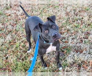 American Pit Bull Terrier-Unknown Mix Dogs for adoption in Millersville, MD, USA