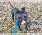 Small American Pit Bull Terrier Mix