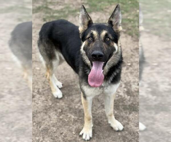 Medium Photo #2 German Shepherd Dog Puppy For Sale in Riverside, CA, USA