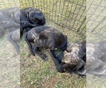 Small Photo #8 Mastiff Puppy For Sale in VILLA RICA, GA, USA