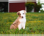 Small Photo #27 Border Collie Puppy For Sale in STRAFFORD, MO, USA