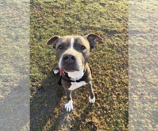 Medium Photo #1 American Pit Bull Terrier Puppy For Sale in Miami, FL, USA