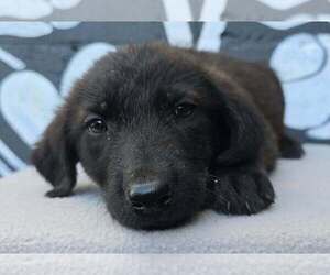 Boise (B Squad) - Male Labrador Retriever-Unknown Mix Dog for Adoption - Photo #2