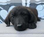 Small Photo #2 Labrador Retriever-Unknown Mix Puppy For Sale in Brewster, NY, USA