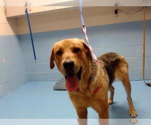 Golden Shepherd Dogs for adoption in Moreno Valley, CA, USA