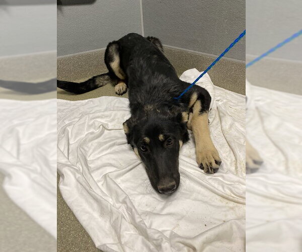 Medium Photo #1 German Shepherd Dog-Unknown Mix Puppy For Sale in Las Vegas, NV, USA