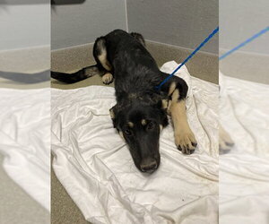 German Shepherd Dog-Unknown Mix Dogs for adoption in Las Vegas, NV, USA
