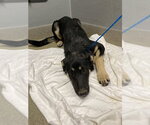 Small German Shepherd Dog Mix