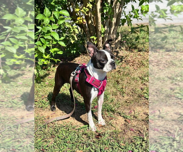 Medium Photo #2 Boston Terrier Puppy For Sale in Candler, NC, USA