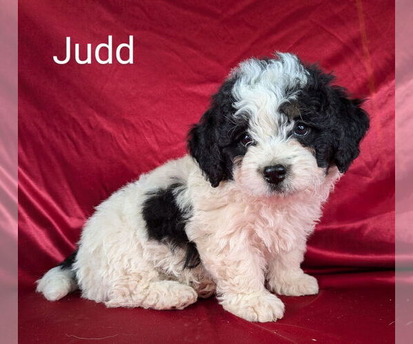 Medium Photo #16 Bernedoodle (Miniature) Puppy For Sale in CANON CITY, CO, USA