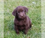 Small Photo #4 Labrador Retriever Puppy For Sale in NARVON, PA, USA