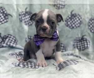 Boston Terrier Puppy for Sale in LAKELAND, Florida USA