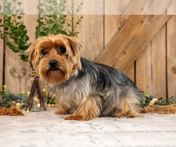 Medium Photo #1 Yorkshire Terrier Puppy For Sale in GREENWICH, OH, USA