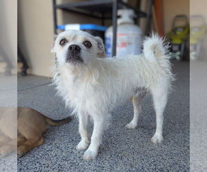 Mutt Dogs for adoption in Vail, AZ, USA