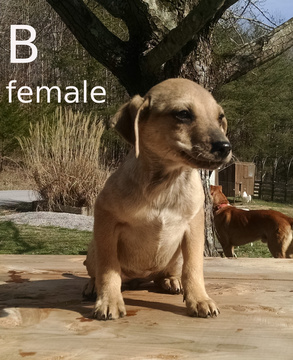 Medium Photo #1 Mutt Puppy For Sale in LIBERTY, KY, USA