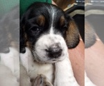 Puppy Puppy 5 Basset Hound