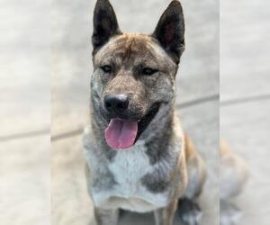 Akita Dogs for adoption in Burbank, CA, USA