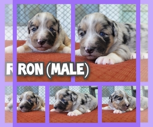 Miniature Australian Shepherd Puppy for sale in BONNE TERRE, MO, USA