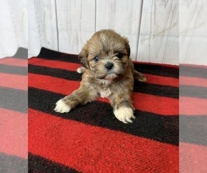 Lhasa Apso Puppy for sale in SYLMAR, CA, USA