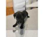 Small Doxle