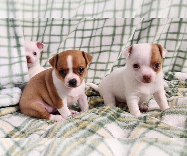 Medium Photo #3 Chihuahua Puppy For Sale in MOUNT AIRY, NC, USA