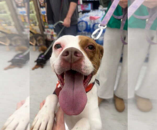 Medium Photo #3 Boxer-Unknown Mix Puppy For Sale in GILBERTS, IL, USA