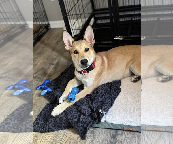 Medium Photo #30 German Shepherd Dog-Unknown Mix Puppy For Sale in Holly Springs, NC, USA
